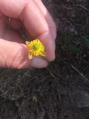 Ranunculus eschscholtzii trisectus