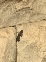 Tarentola mauritanica