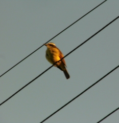 Pitangus sulphuratus