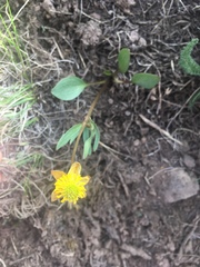 Ranunculus eschscholtzii trisectus