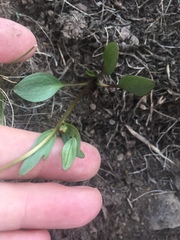Ranunculus eschscholtzii trisectus