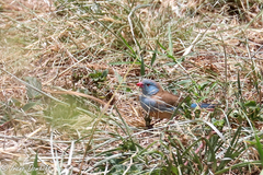 Uraeginthus cyanocephalus