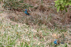 Uraeginthus cyanocephalus