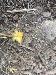 Ranunculus eschscholtzii trisectus