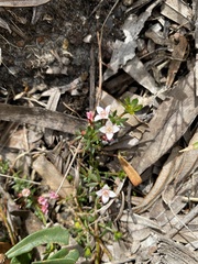 Cyanothamnus nanus nanus