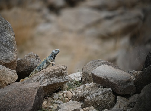 Uromastyx ornata philbyi