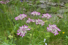 Heracleum roseum