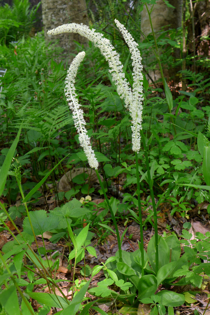 Chamaelirium sect. Chamaelirium