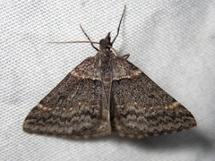 Dichromodes atrosignata