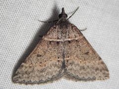 Dichromodes atrosignata