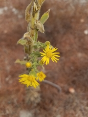 Heterotheca grandiflora