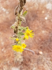 Heterotheca grandiflora