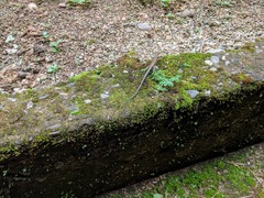 Emoia caeruleocauda