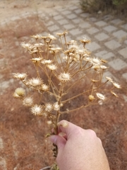 Heterotheca grandiflora