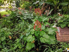 Clerodendrum paniculatum