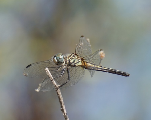 iNaturalist observation photo of Blue Dasher