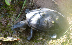 Kinosternon hirtipes murrayi
