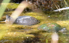 Kinosternon hirtipes murrayi