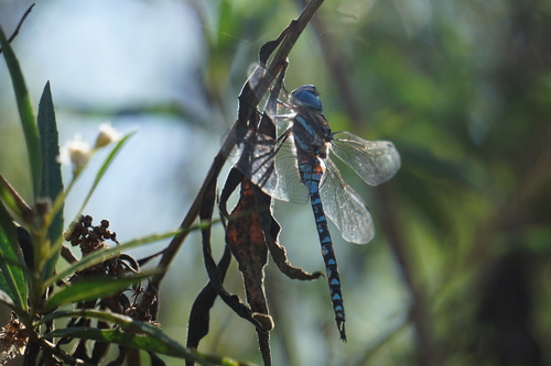 iNaturalist observation photo of Blue-eyed Darner