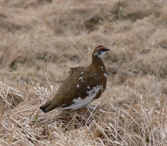 Lagopus muta chamberlaini