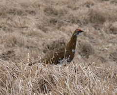 Lagopus muta chamberlaini