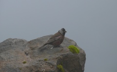 Leucosticte tephrocotis griseonucha