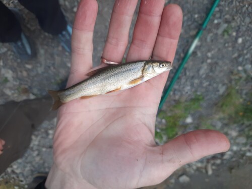 Altai osman (Oreoleuciscus potanini) — Cyprinidae — 2