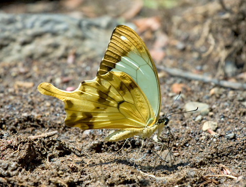 Mocker Swallowtail