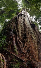 Metrosideros robusta