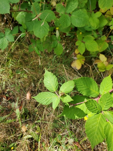 Unknown species found near Olympia, WA 98506, USA