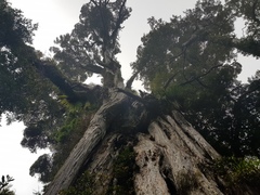 Metrosideros robusta