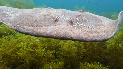 Coffin ray (Hypnos monopterygius) — Hypnidae