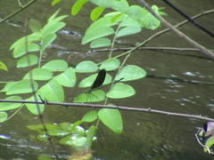 Neurobasis chinensis