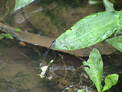Pseudagrion pruinosum