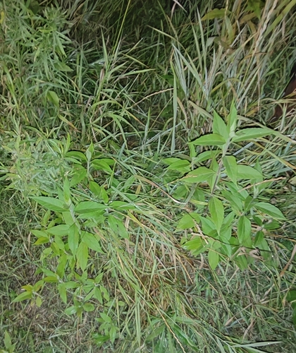 Jerusalem artichoke