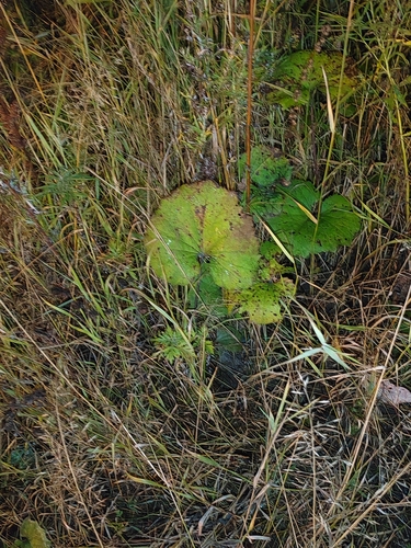 colt's-foot