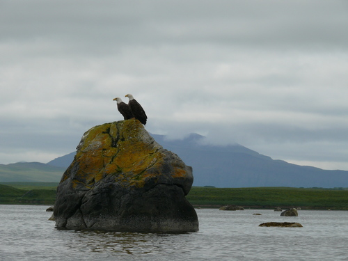 Bald Eagle photographed in Alaska