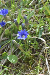 Gentiana dshimilensis