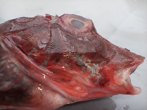 Witsnuit-zeehaan (Prionotus albirostris) — Triglidae — 4