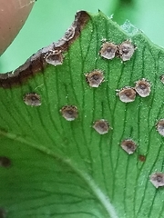 Phanerophlebia