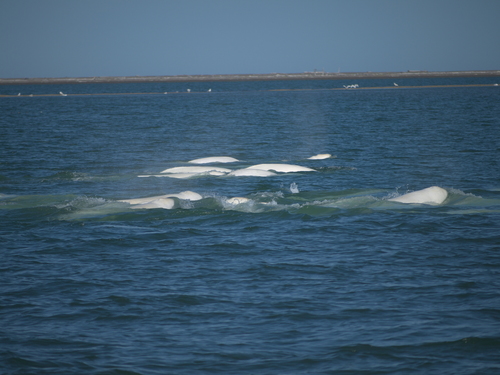 Beluga photographed in Alaska