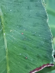 Phanerophlebia