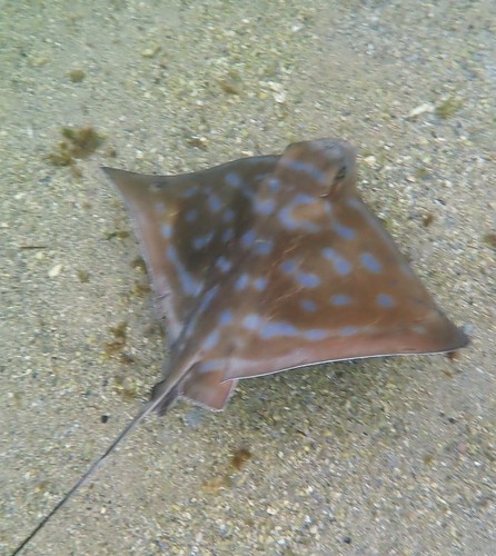 Southern Eagle Ray, photo 8 of 9