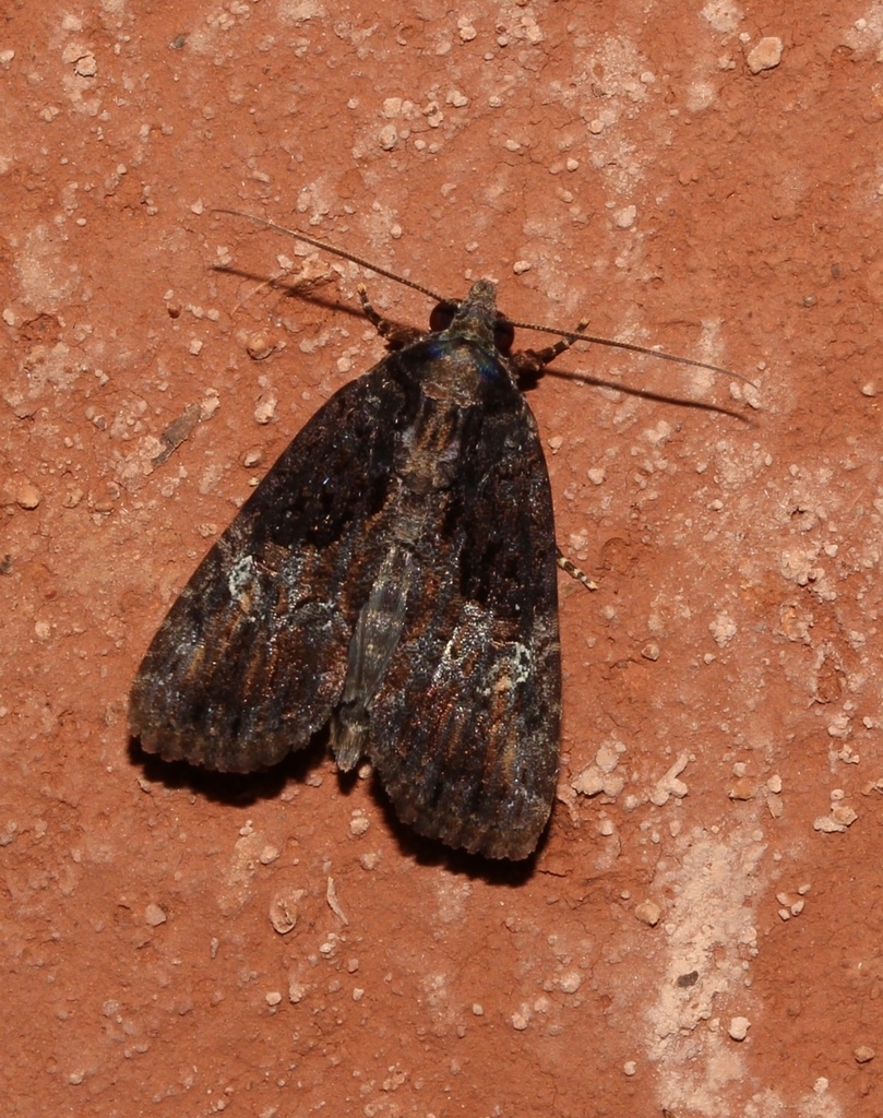 Stenopterygia monostigma
