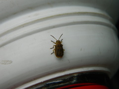 Erynephala subvittata