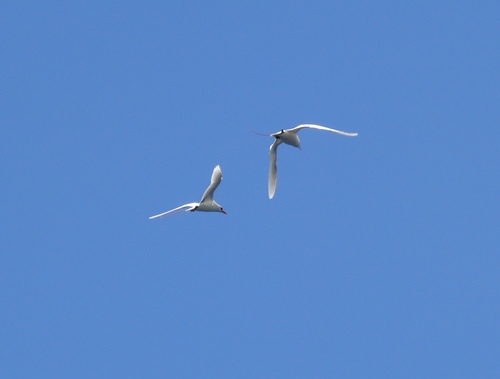 Aves observed 2008-05-02