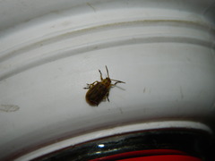 Erynephala subvittata