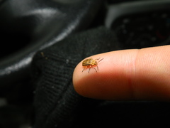 Erynephala subvittata