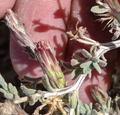 Brickellia frutescens