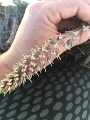 Veronica plantaginea